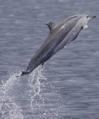 Dolphin Swim and Snorkel