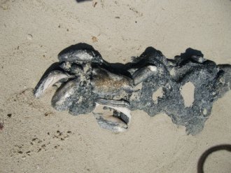 regarding beach we find fossilised Conch shells